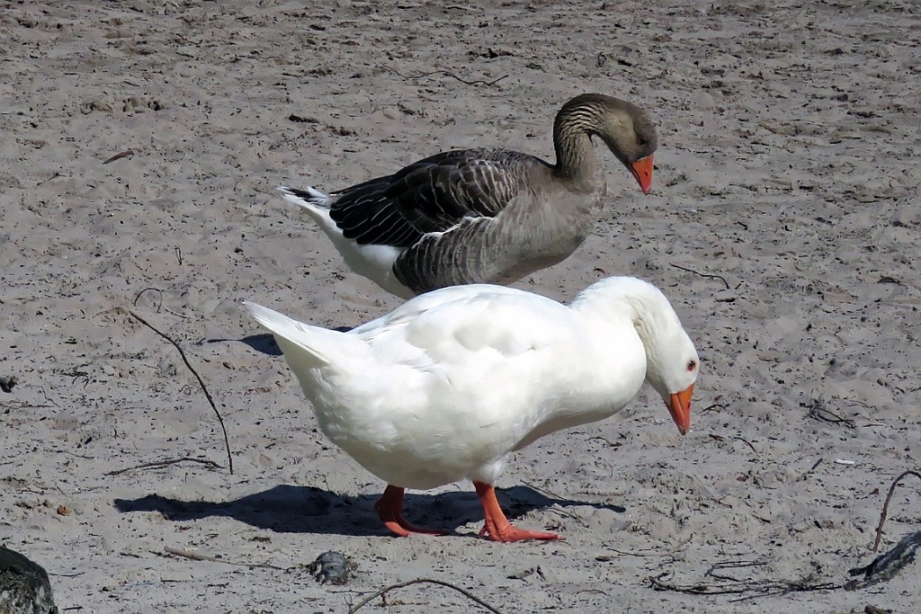 SP062016 (54).jpg